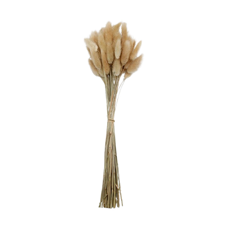 FAQ34223B - Natural Rabbit's Tail Grass Bunch