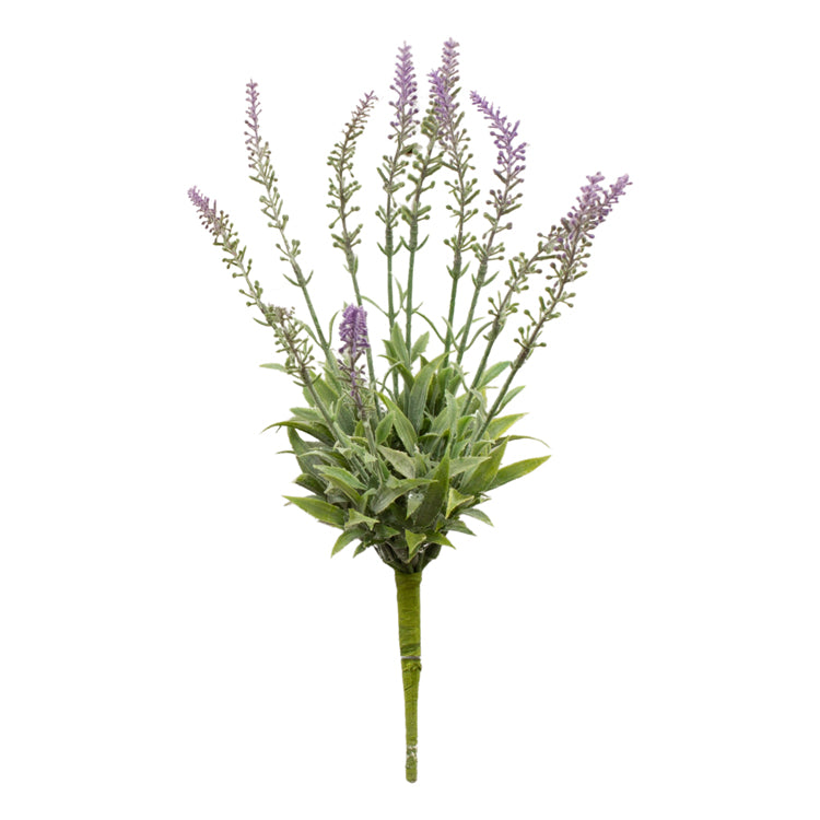 FAQ34824B - English Lavender Pick