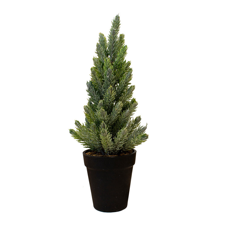 FXQ26710T-12 - Spruce Tree with Black Planter 